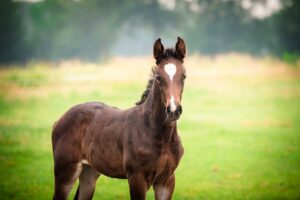 Paardenfotografie - de Paardenfotograaf