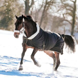 Paardenfotografie - de Paardenfotograaf