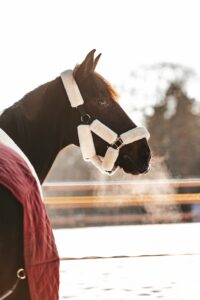 Paardenfotografie - de Paardenfotograaf