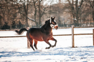 Paardenfotografie - de Paardenfotograaf