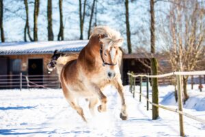 Paardenfotografie - de Paardenfotograaf