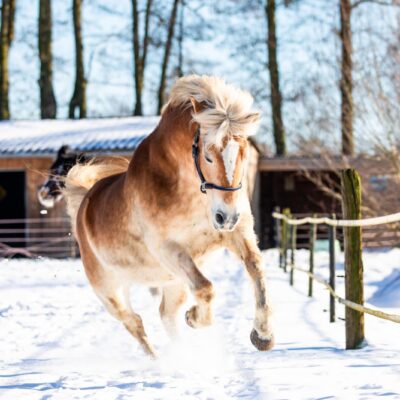 Paardenfotografie - de Paardenfotograaf