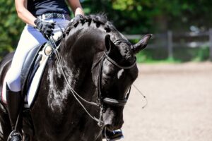 Paardenfotografie - de Paardenfotograaf