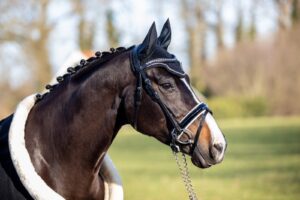 Paardenfotografie - de Paardenfotograaf