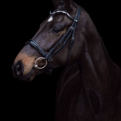 Blackphoto paard