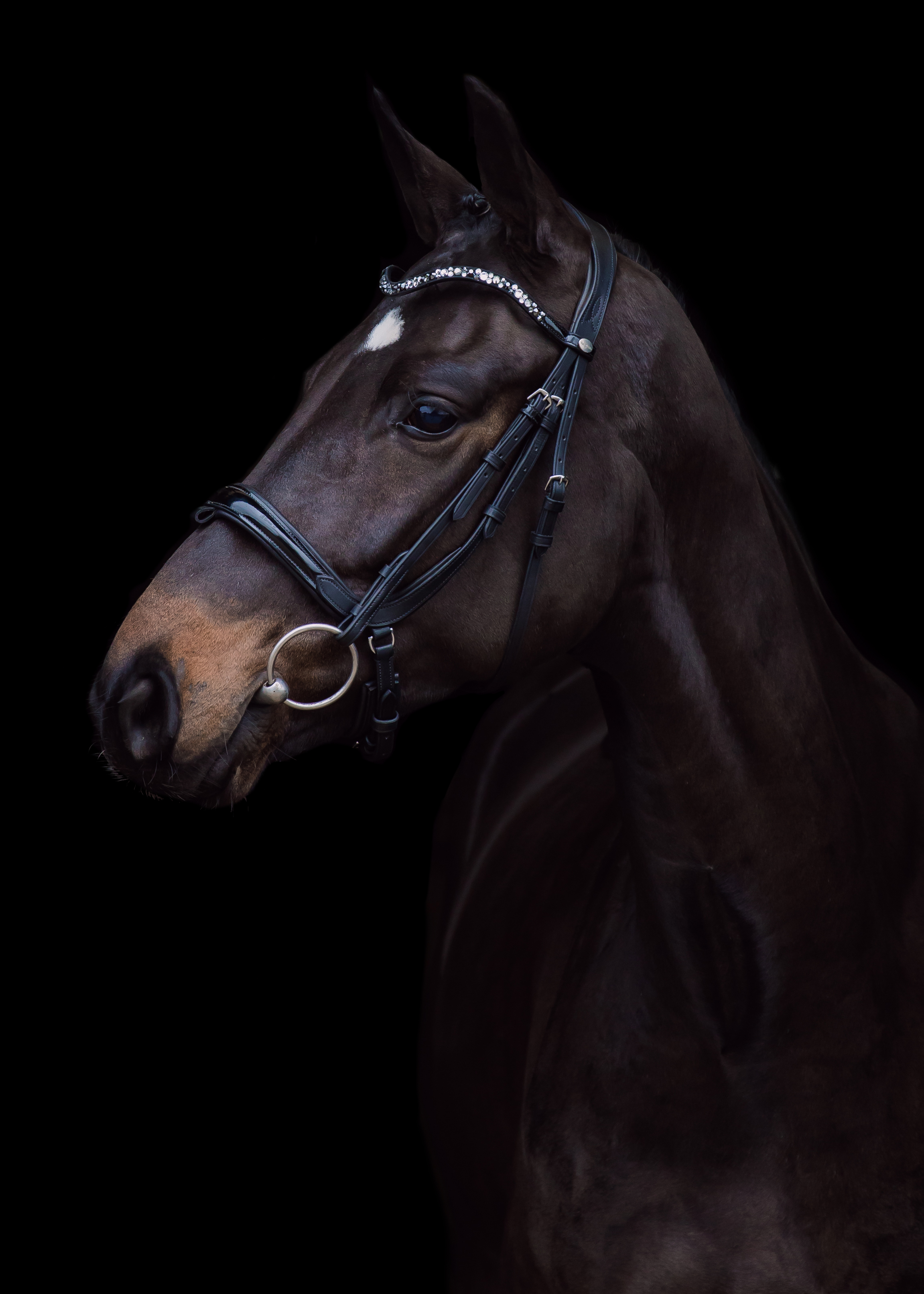 Blackphoto paard