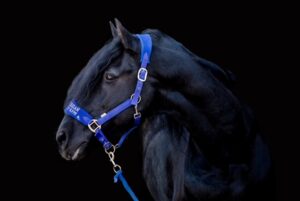 Blackphoto paardenfotografie
