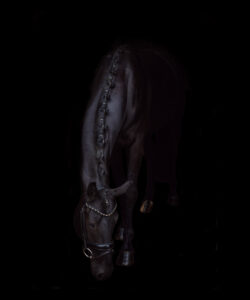 Blackphoto paard