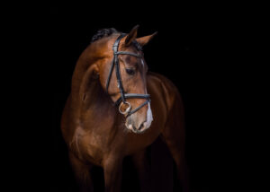 Blackphoto paard