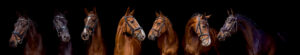 Blackphoto paard