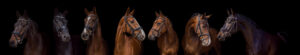 Blackphoto paard