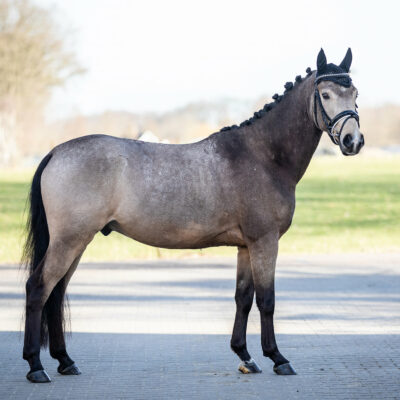 foto's verkoop paard