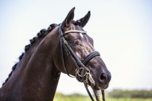 foto's verkoop paard