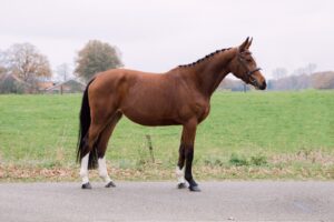 foto's verkoop paard