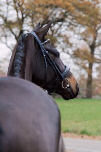 foto's verkoop paard